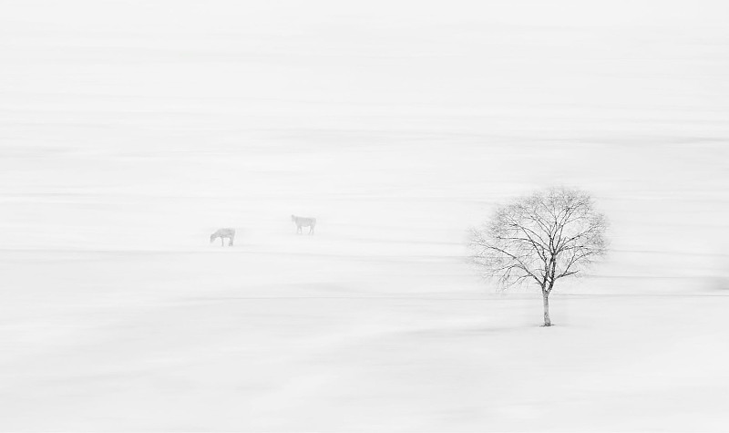 大风雪里的一棵树和两只动物图片下载