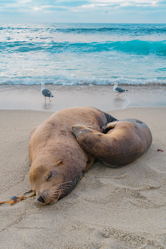两只海豹在海滩上睡觉，背景是海鸥图片素材