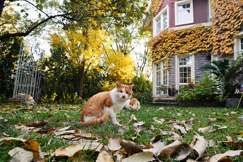 私家别墅的庭院里的猫图片下载