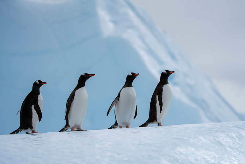 企鹅、南极图片下载