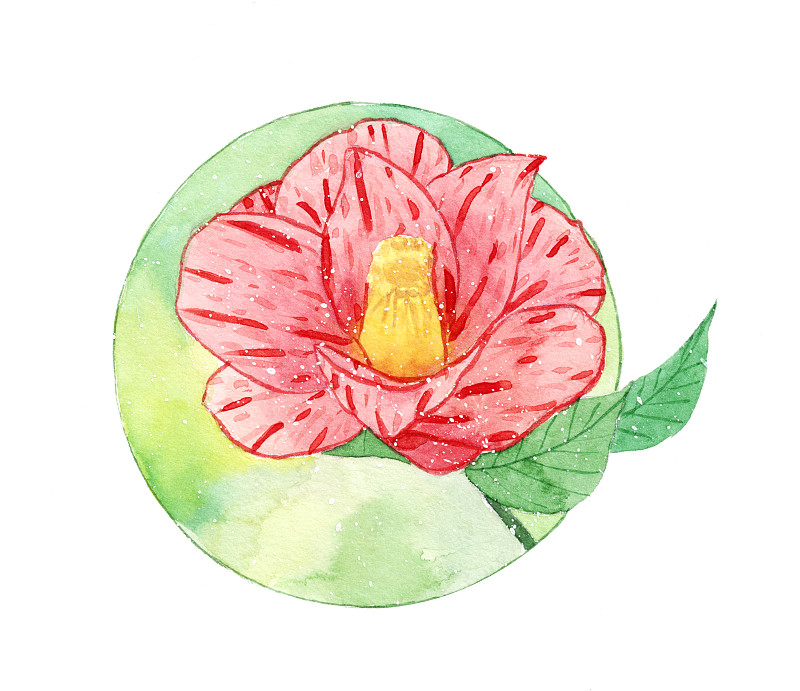 一朵盛开的山茶花 水彩手绘插画下载