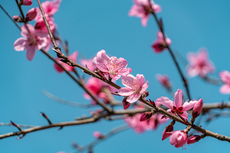 春季蓝天下的粉色桃花特写近景图片下载
