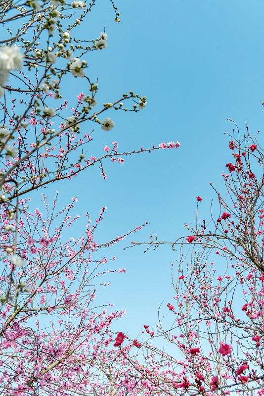 春季蓝天下的桃花林图片素材