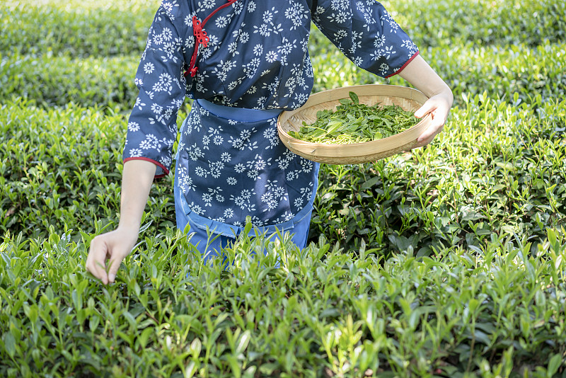 一双年轻女性的手在采摘茶叶图片下载