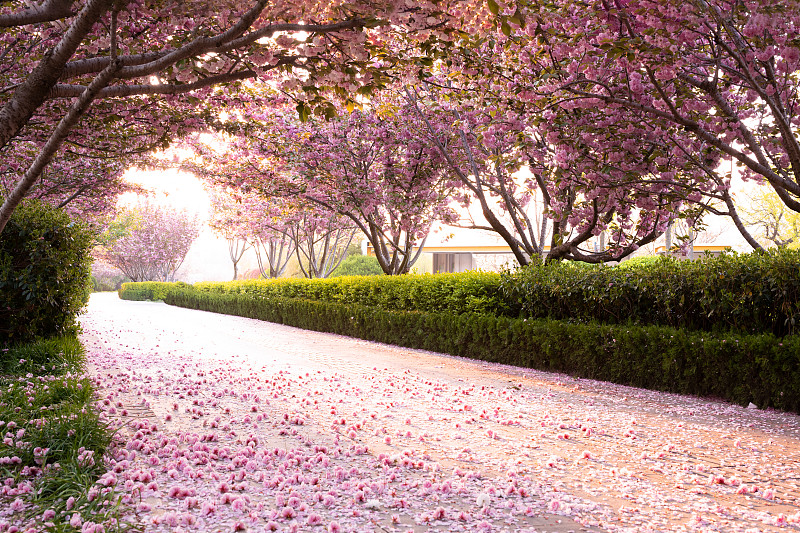 开满樱花的人行道图片下载