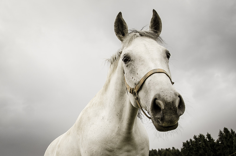 白马特写(Equus caballus)图片素材