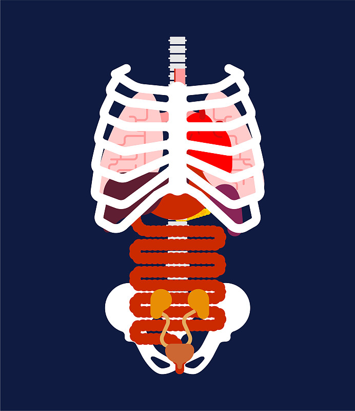 肋骨里面是什么器官图片