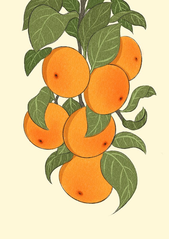 秋分-橘子图片下载