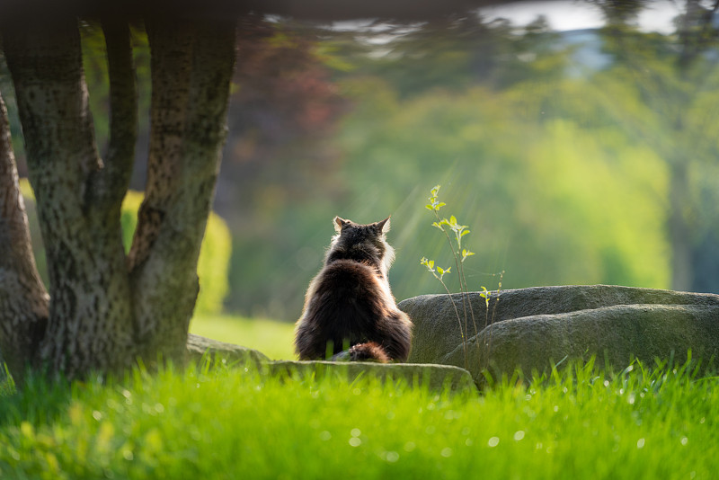 一只长毛狸花蹲在树下，柔和的阳光洒在它身上图片下载