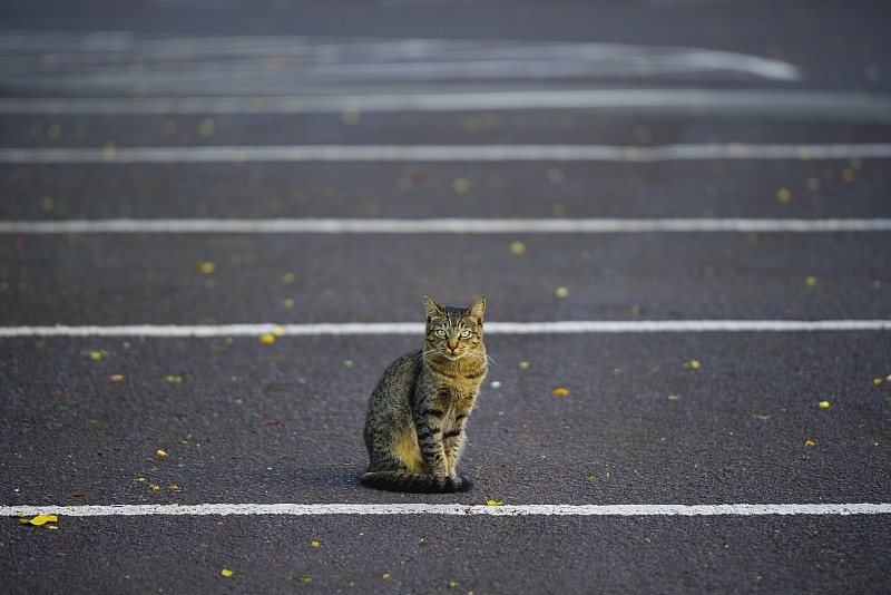 虎斑猫坐在停车场上看着摄像机图片下载