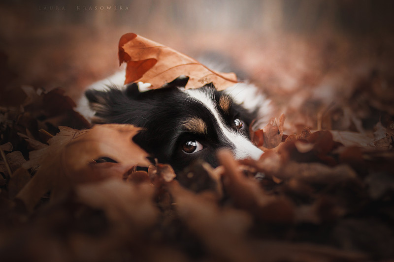秋叶中的狗的肖像图片素材