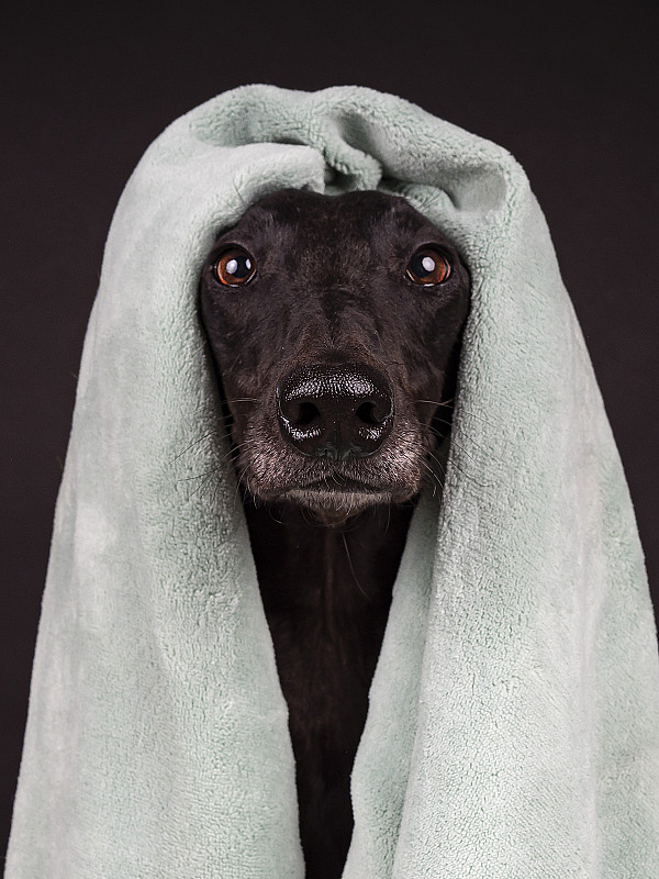 灰狗的肖像与毛巾在头上看着相机图片下载