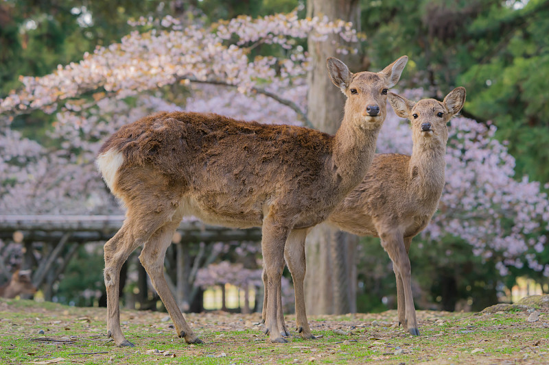 Deers in Nara图片下载