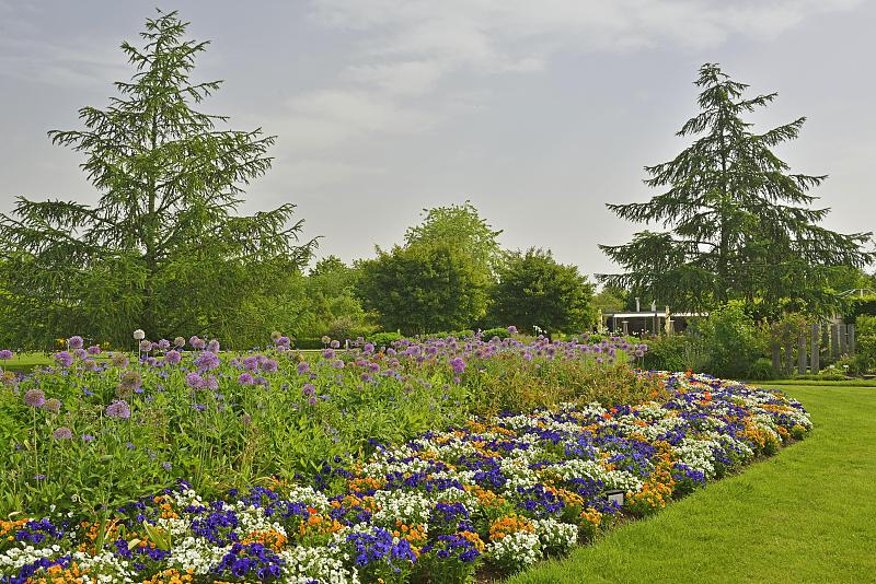 花园公园，野生三色堇(Viola tricolor)，大洋葱(Allium giganteum)，坏Zwischenahn，下萨克森州，德国，欧洲图片下载