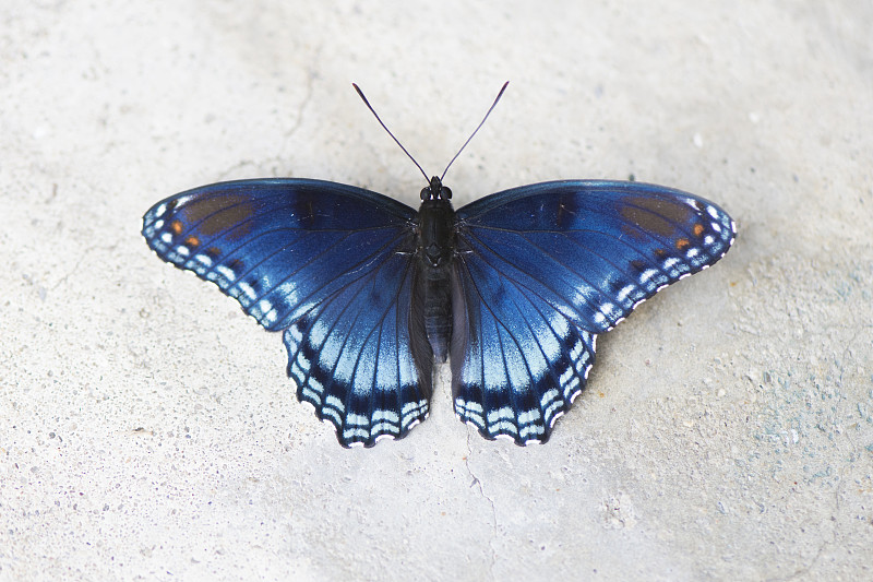 蓝色蝴蝶的近景图片下载