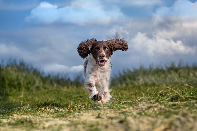 狗在田野里奔跑，汉斯汉姆，丹麦图片素材