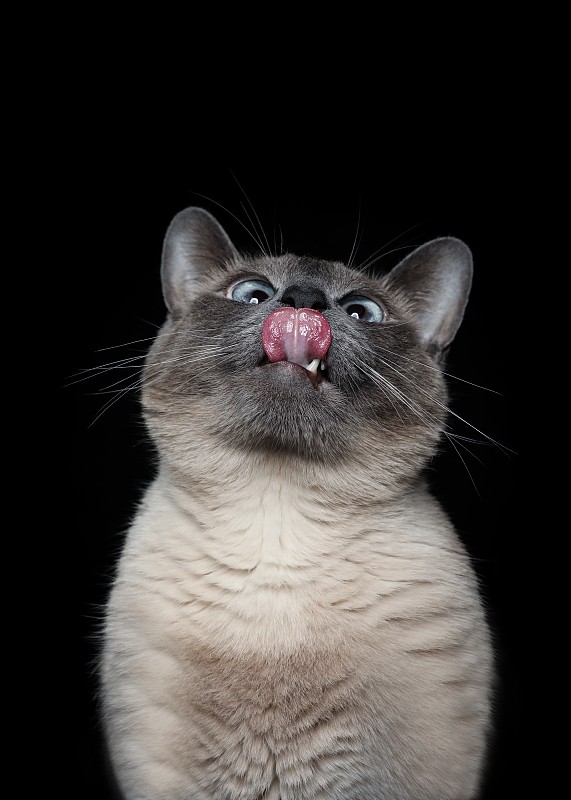暹罗猫肖像图片下载