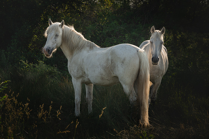 两匹马的特写图片下载