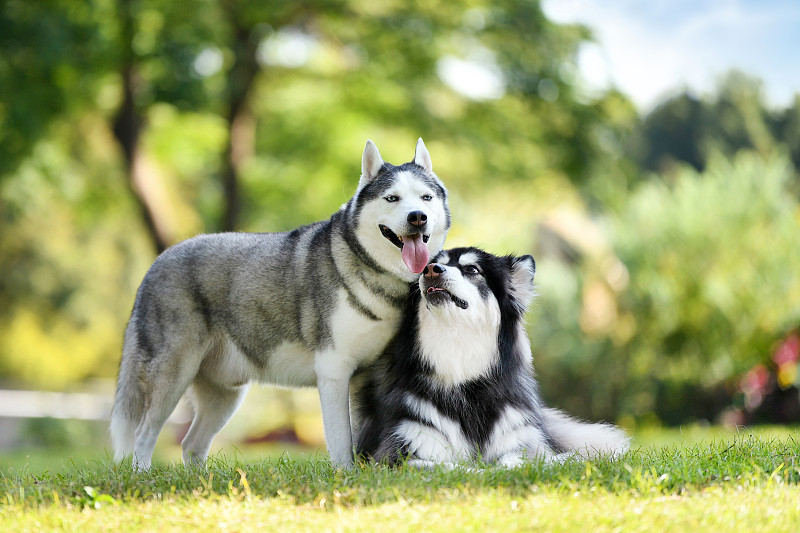 草坪上的阿拉斯加犬和哈士奇犬图片素材