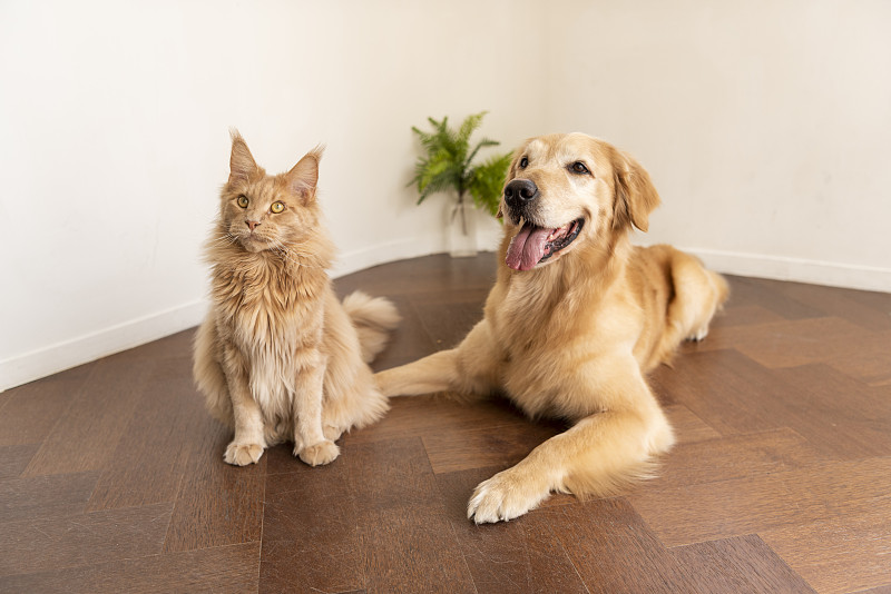 猫和狗斜坐在木地板上图片下载