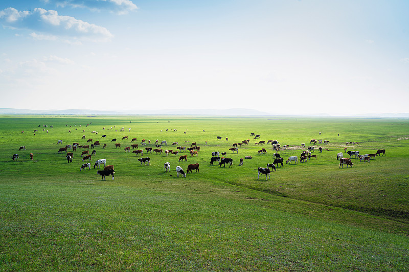草原上的牛群图片下载
