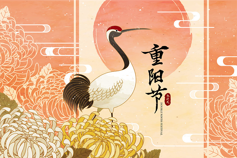 重阳节优雅丹顶鹤与菊花插图图片素材