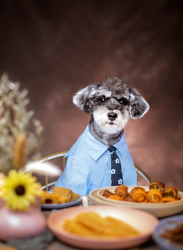餐桌上的雪纳瑞犬图片下载