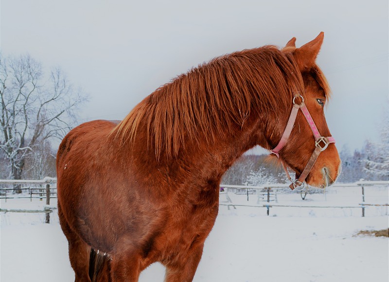 侧面的马站在雪地上图片下载