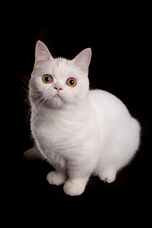 白色曼基康矮脚猫图片素材