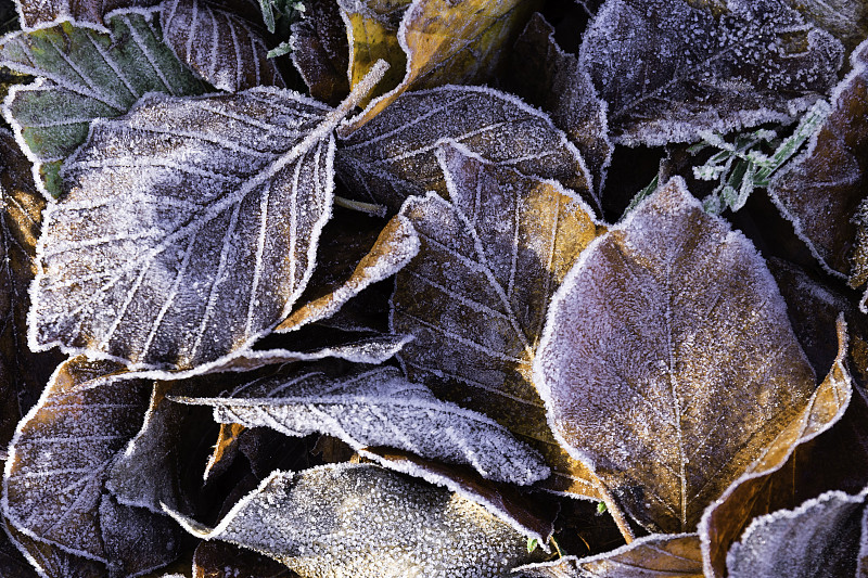 冬季冰冻树叶特写，Vidr，西班牙图片素材