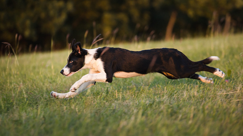 侧视图的狗跑在草地上图片下载
