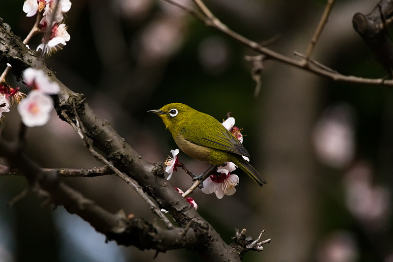 鸟栖息在树枝上的特写，东京，日本图片下载