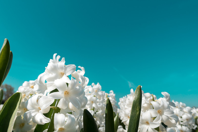 白色开花植物对蓝色天空的特写图片下载