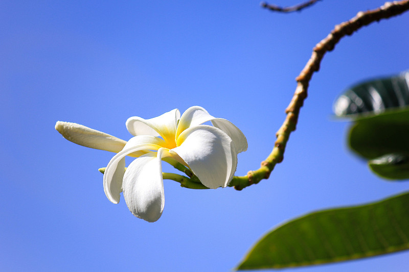 低角度的白色开花植物对晴朗的蓝天，雄性，马尔代夫图片素材