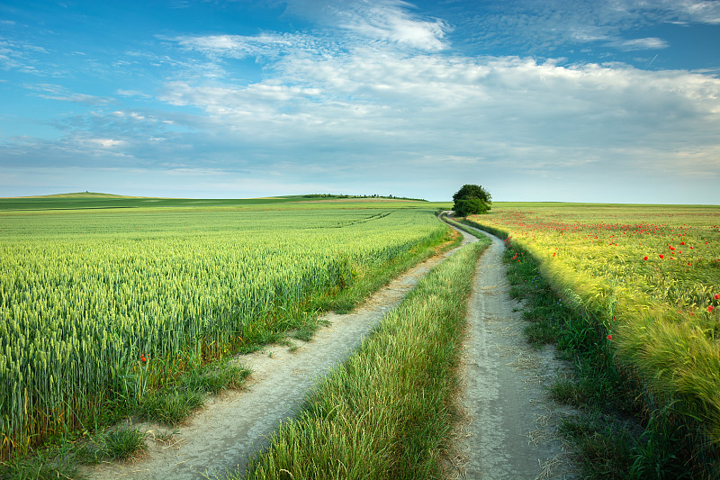 风景的农田对天空，萨温，波兰图片素材