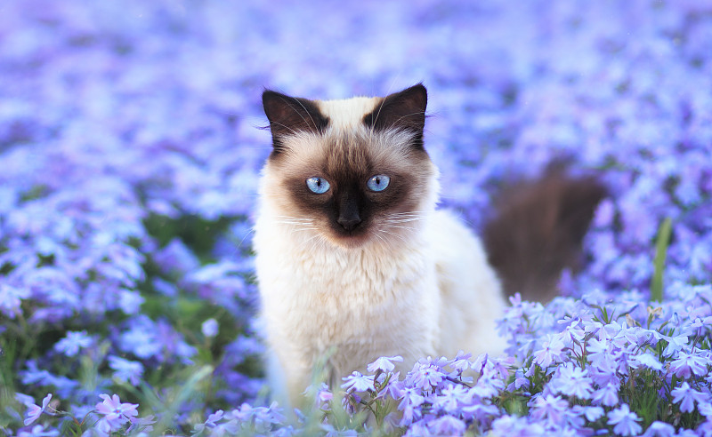 紫色花中猫的肖像图片素材