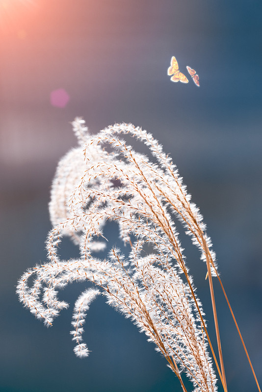 阳光下的芦苇和飞舞的蝴蝶图片素材