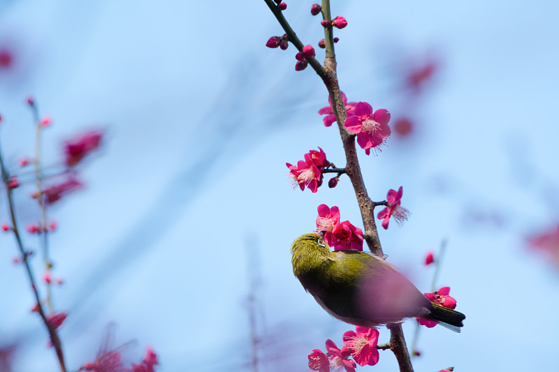 特写的粉红色樱花在春天图片下载