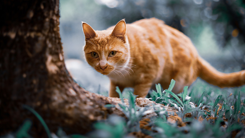 一只黄色的猫在林里专注的看着一棵，好像发现了什么图片下载