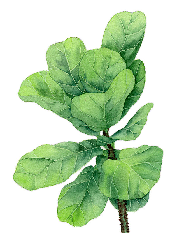 手绘水彩植物绿植琴叶榕元素素材插画图片