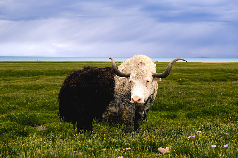 草原牦牛图片素材