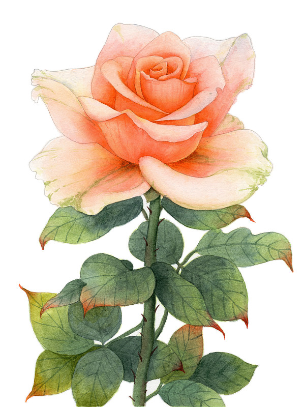 手绘水彩植物花卉玫瑰花素材插画下载