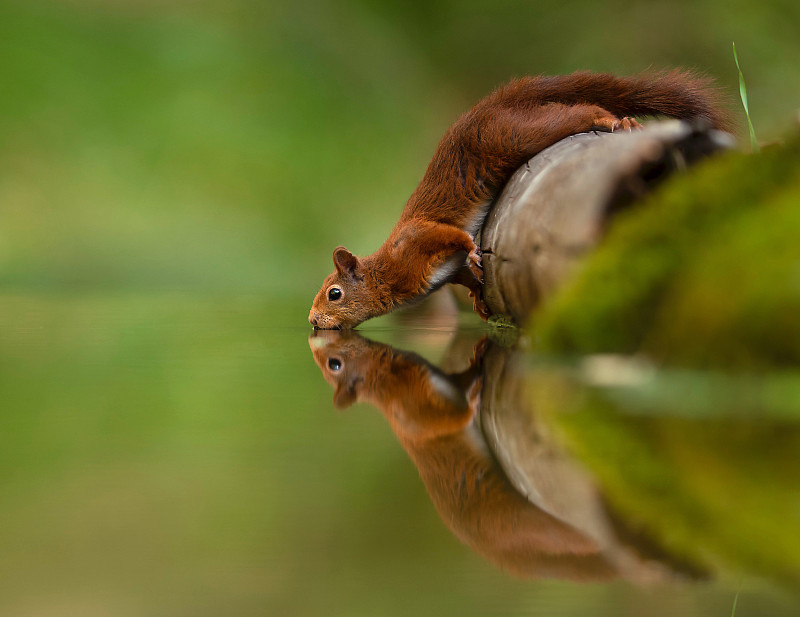尼加拉瓜，树上松鼠吃东西的特写图片下载