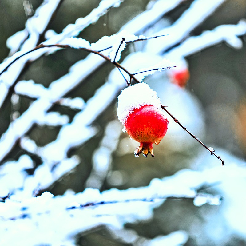 “石榴一树浸溪红”
雪后石榴挂树枝。图片素材