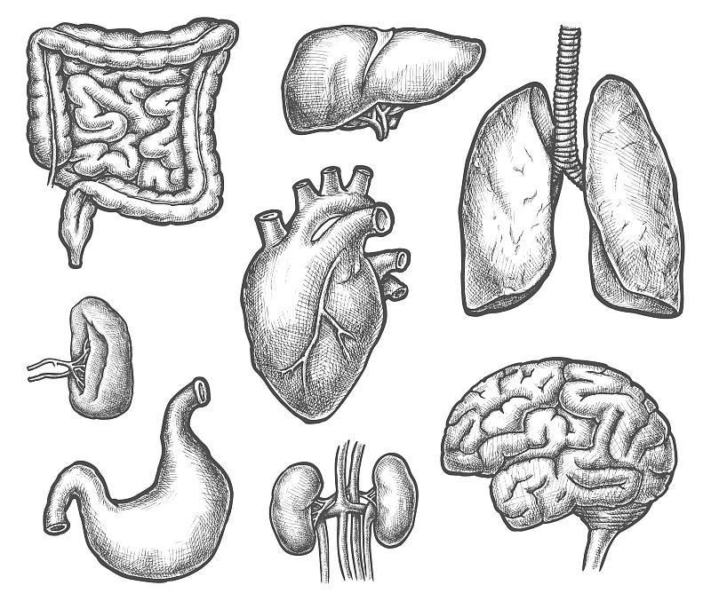 人体素描器官基础画法图片