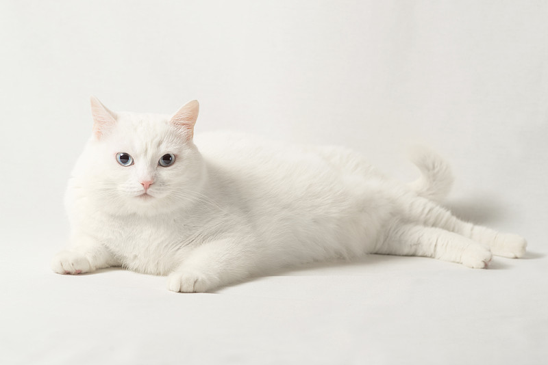 白色的猫躺在白色的背景，俄罗斯图片下载
