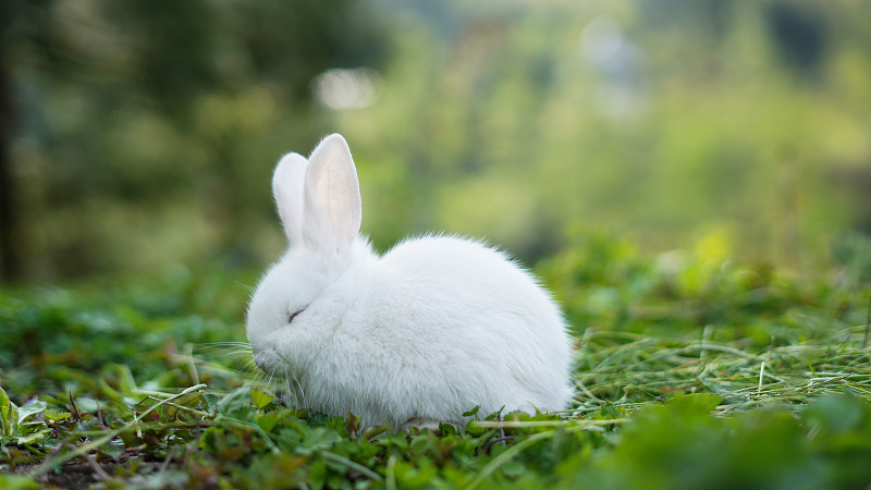 睡觉的小白兔图片下载