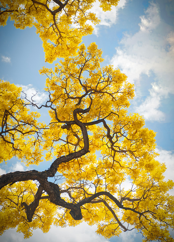 低角度的黄色开花树对天空，威美亚，夏威夷，美国，美国图片下载