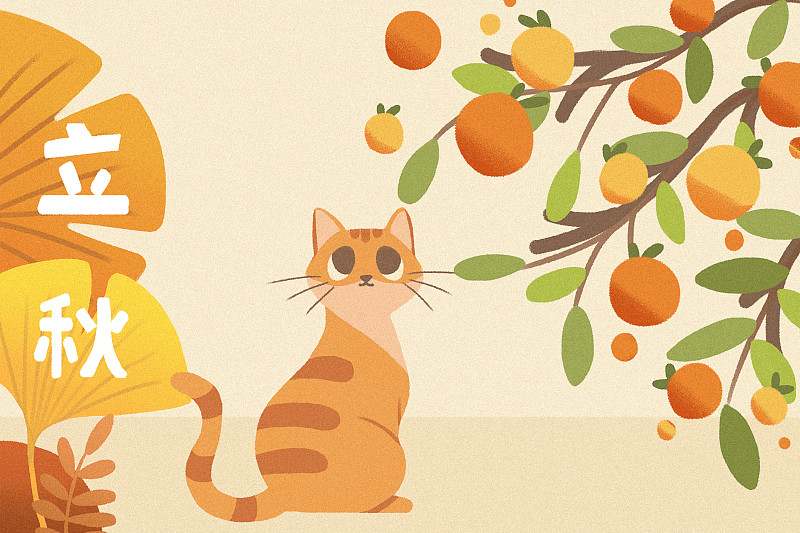 立秋橘子树下的橘猫图片素材