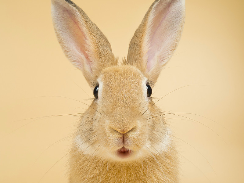 兔子的特写肖像对米色背景，马德里，西班牙图片下载